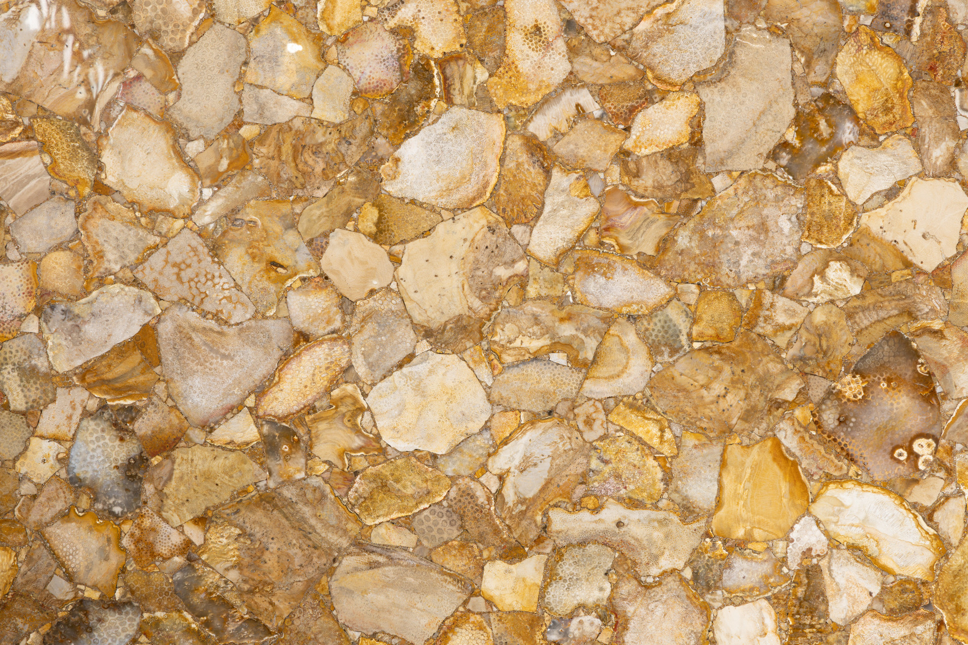 Fossil Coral